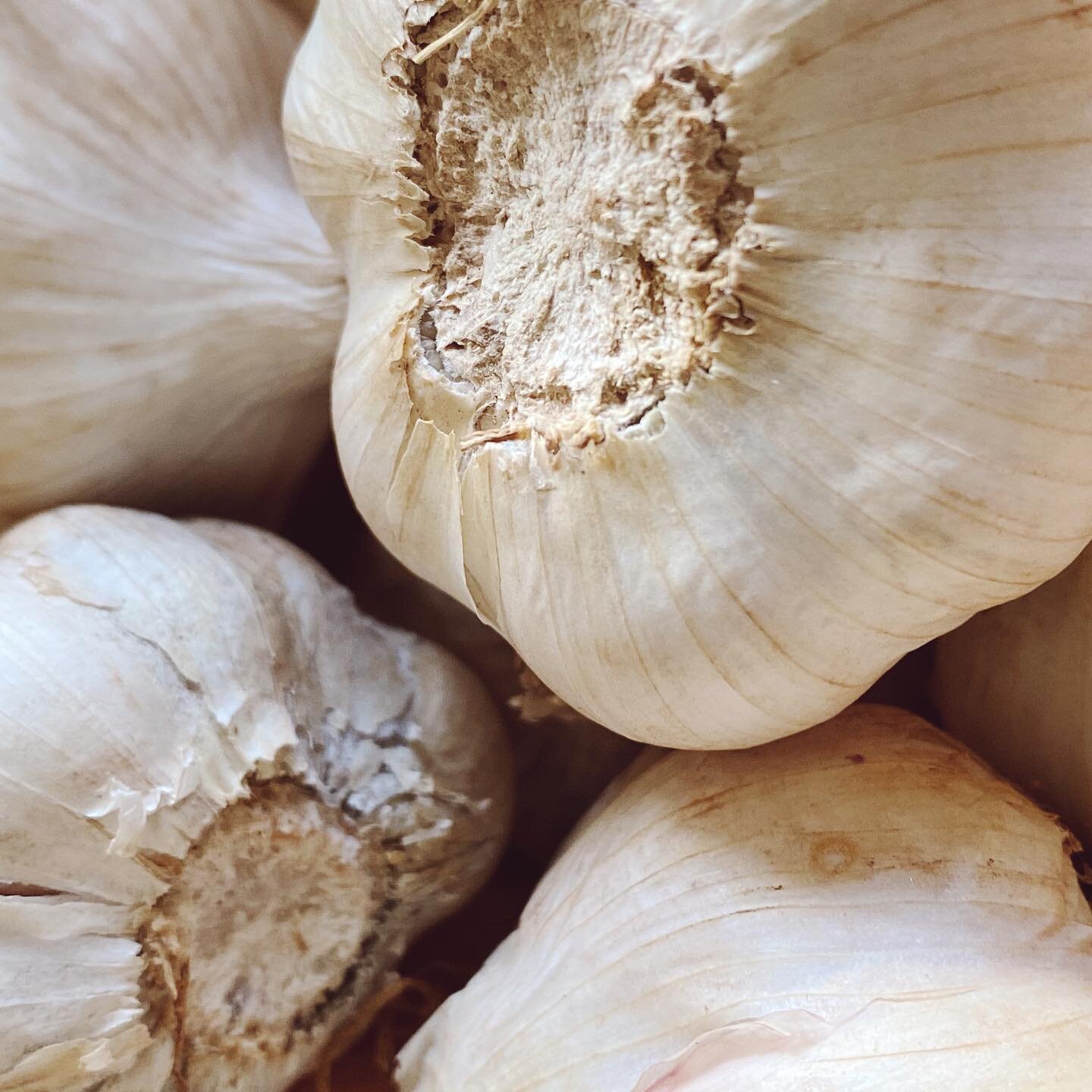 How much garlic is too much? 

Chatting on @abcaustralia Central Vic this morning on this much loved also much loathed allium. Where do you fall?
#abccentralvictoria #homecooking #macedonranges