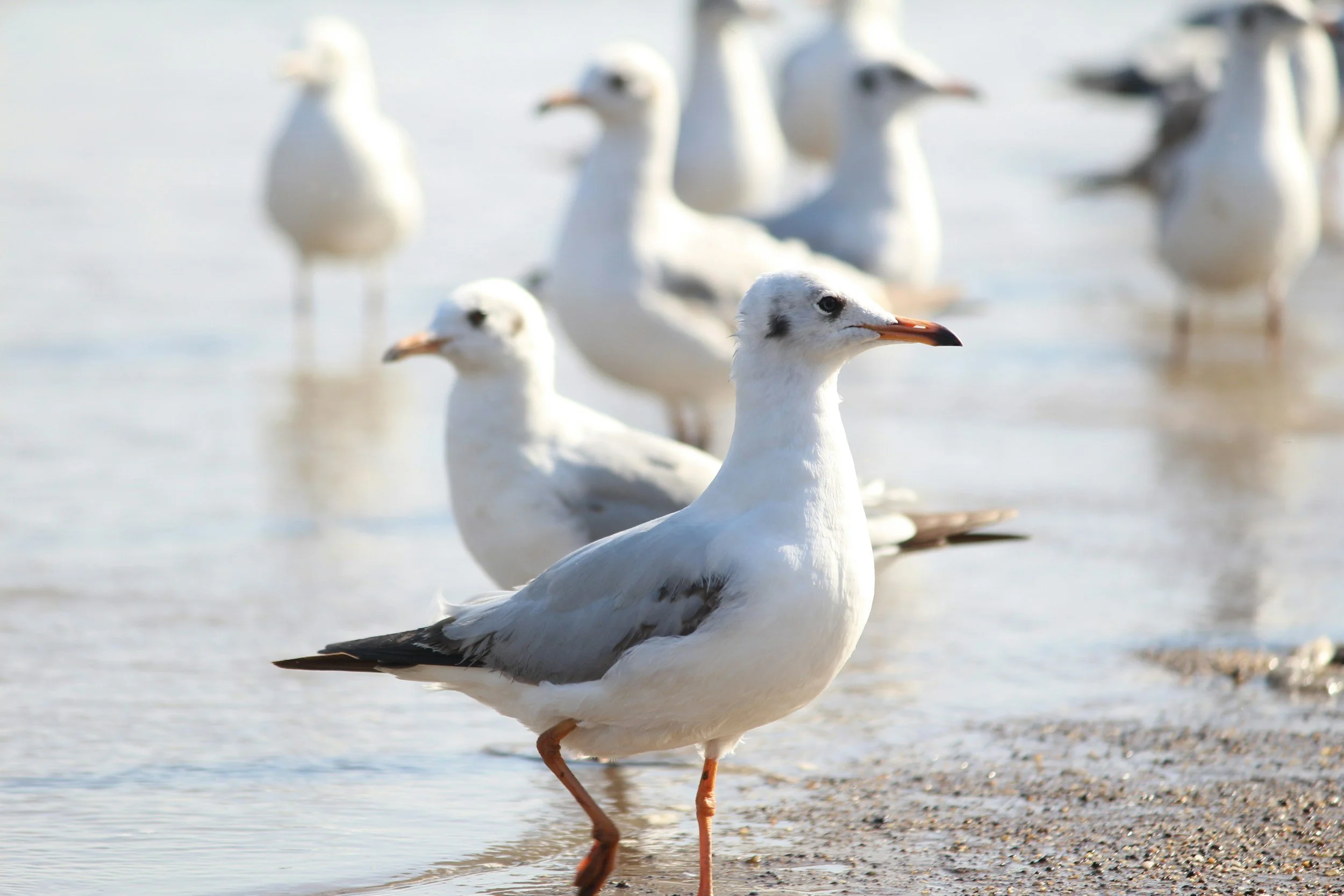 Annual Beach Meet-Up