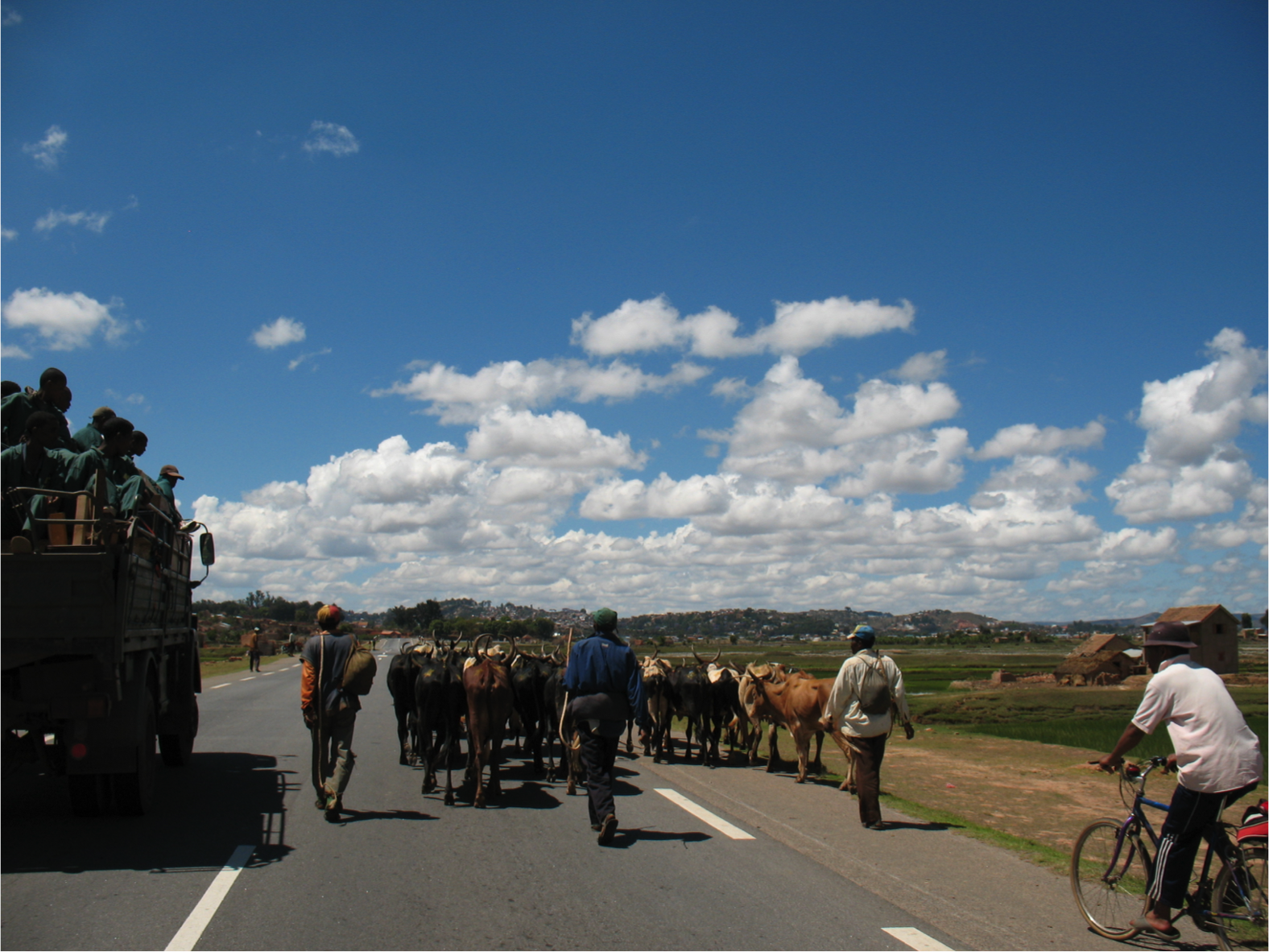 Organ on Army truck, passing a herd of Xebu.png