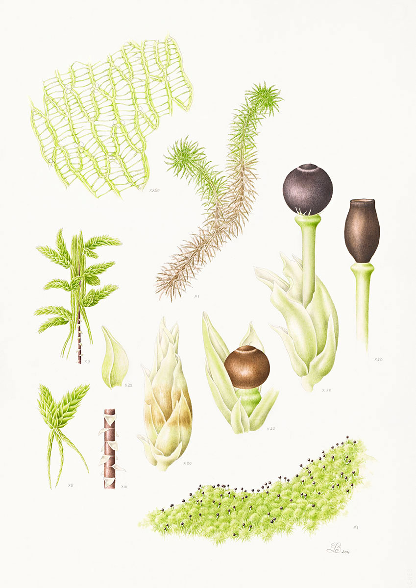 Sphagnum australe.jpg