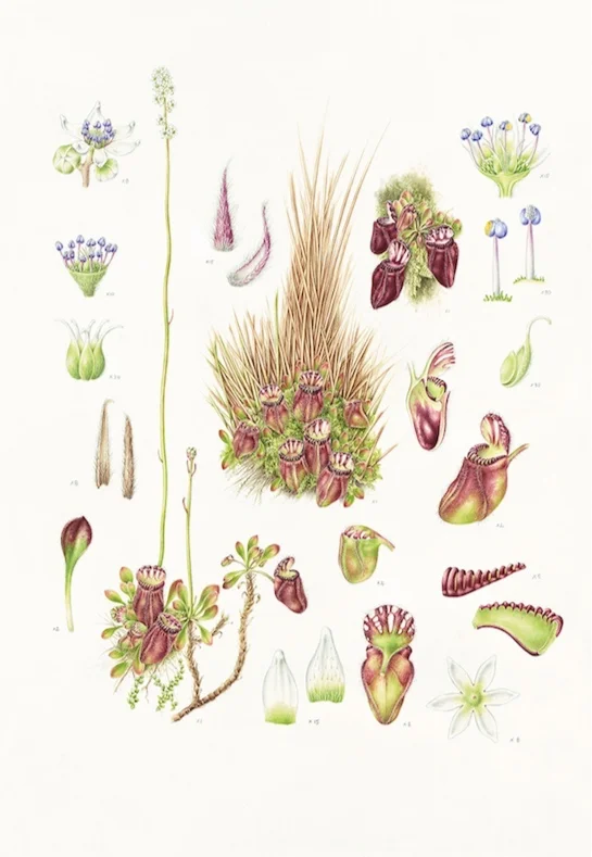Cephalotus%2Bfollicularis%2B_%2Balbany%2Bpitcher%2Bplant%2BPR%2BA2%2BV2%2Bcopy.jpg