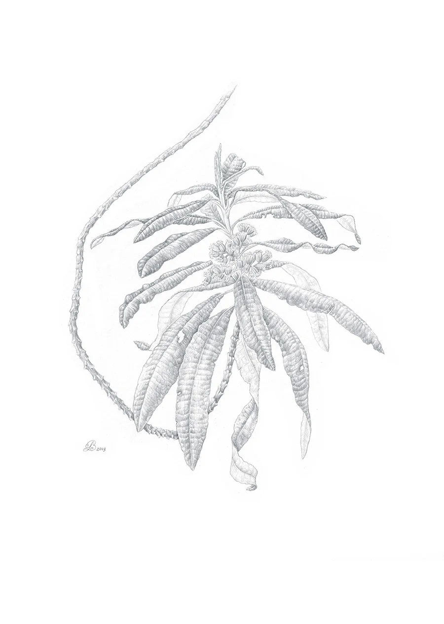 Blanket bush