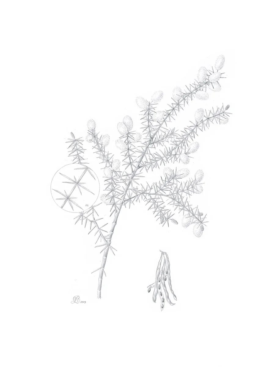 Prickly wattle