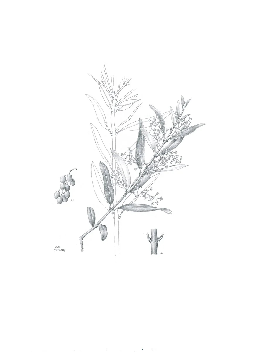 Native olive