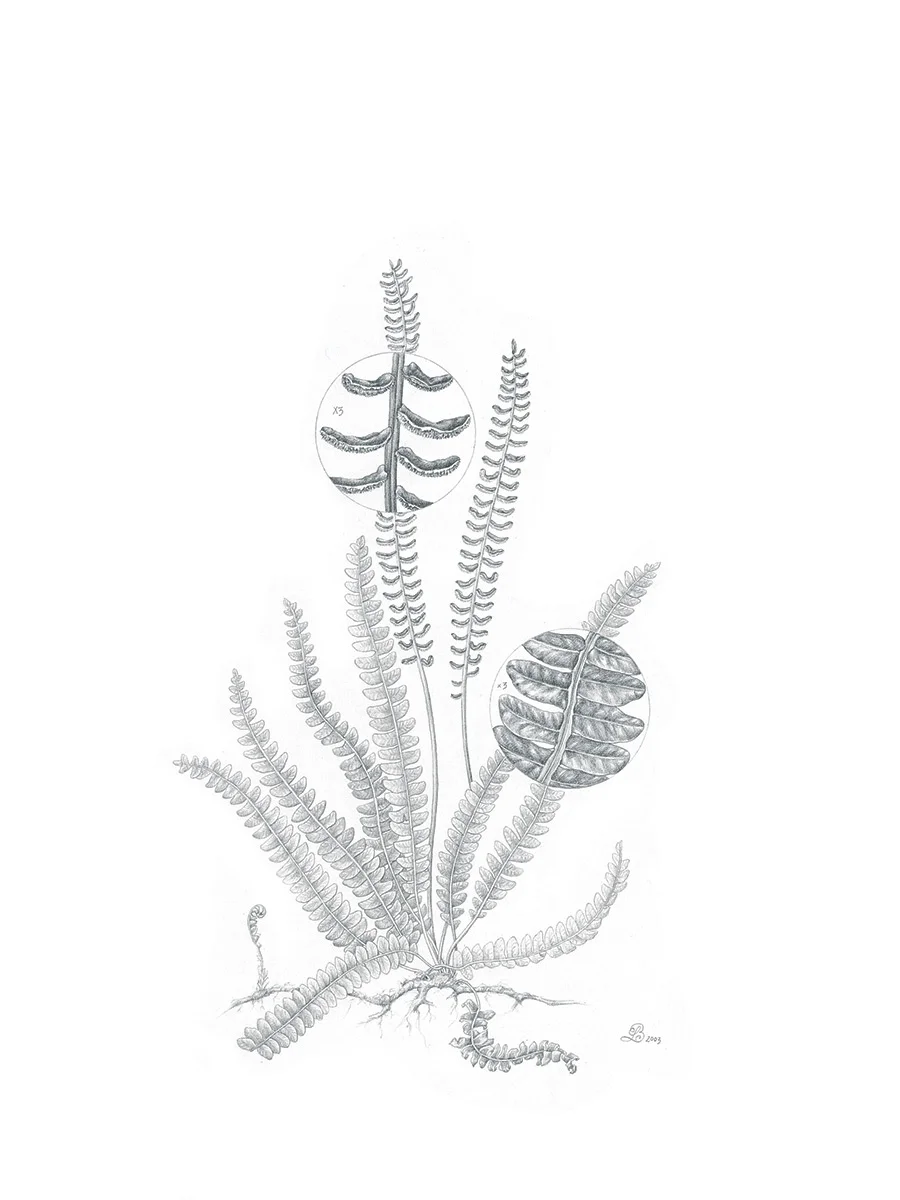 Alpine water fern