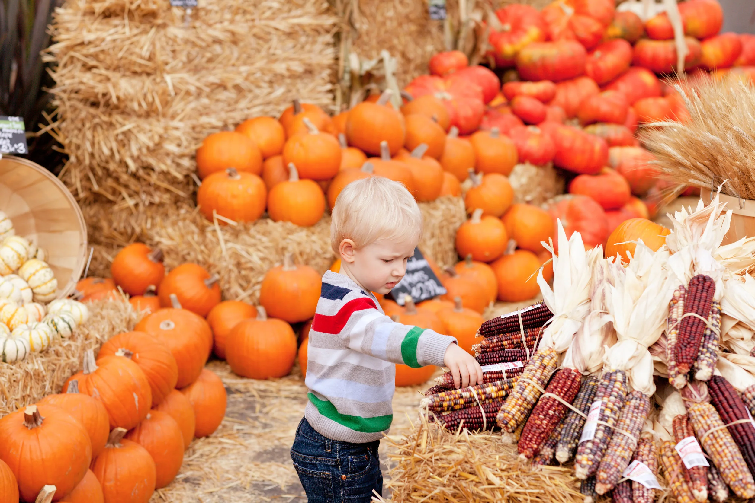best Kalispell pumpkin patch.jpg