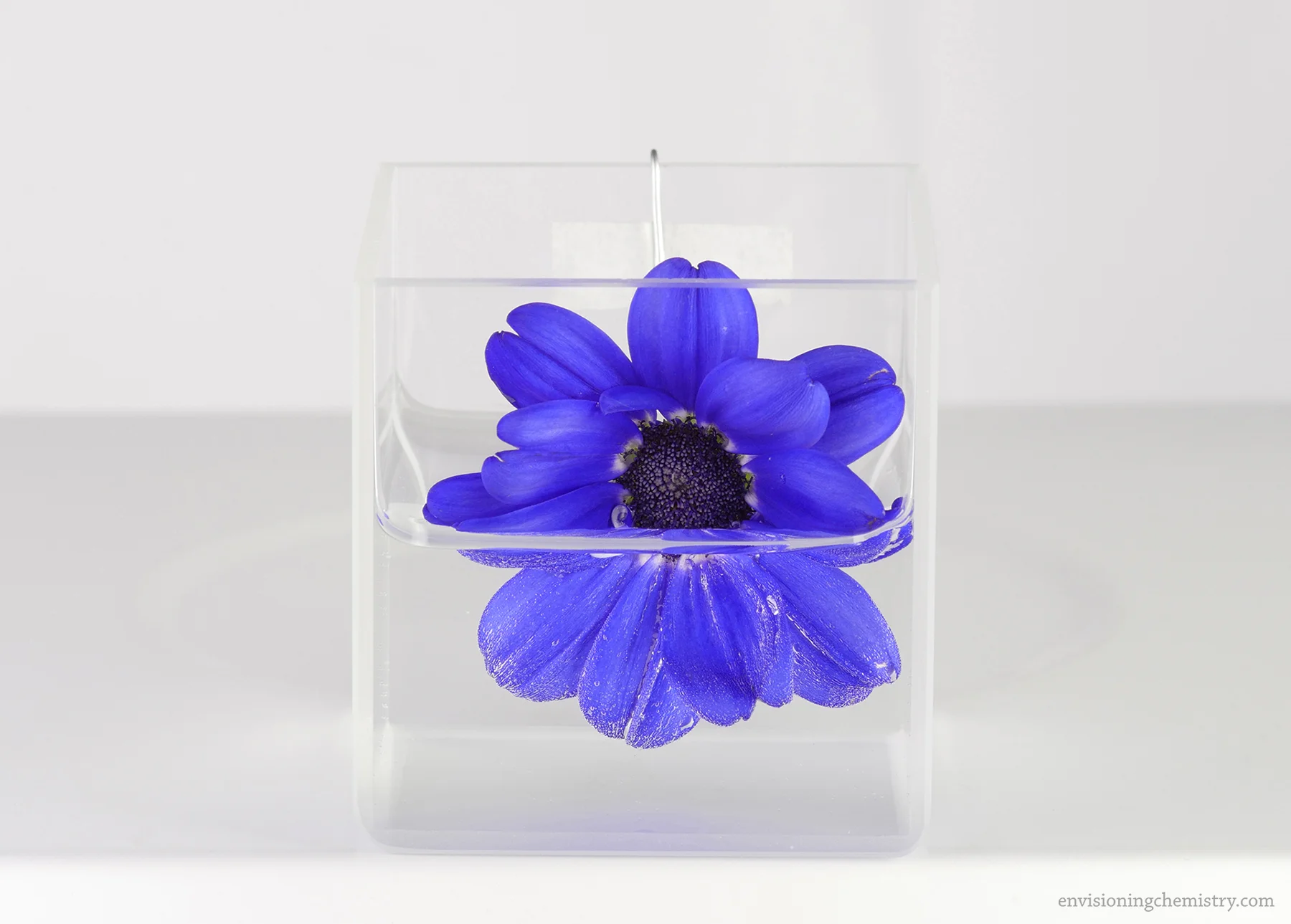 Flowers&Colors_0023.jpg