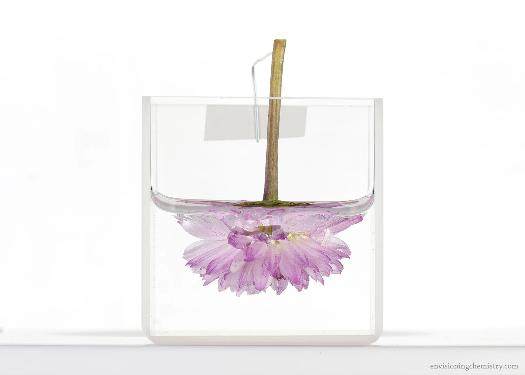 Flowers&Colors_0019.jpg