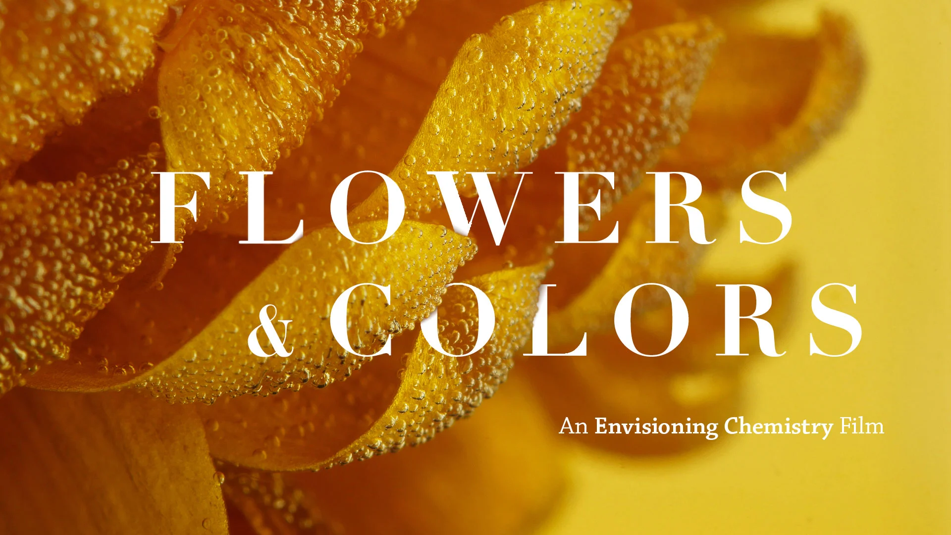 Flowers & Colors