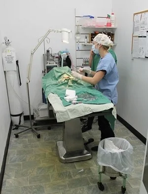 surgery.jpg