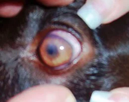 Corneal eye ulcers can be difficult to view