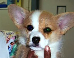 Fluoroscein eye stain in a beautiful corgi pup (Note the greenish tinge to the left eye)