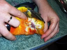 birdsexingconurelorikeet 230207 2b.jpg