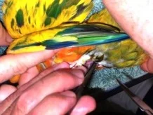 birdsexingconurelorikeet 230207 3c web.jpg