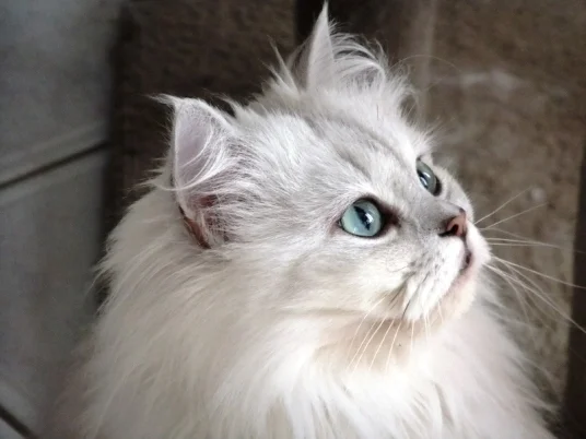 1 another Rezeski Ragdoll's.jpg