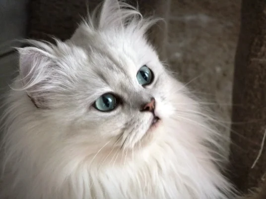 1magnificent Rezeski Ragdoll.jpg