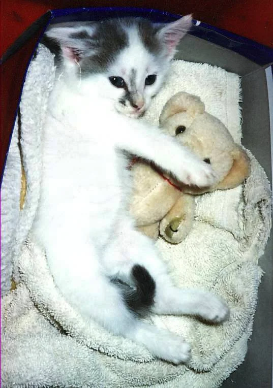 kittennbear.jpg