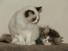 Kittens mates rezek iEllie web 4 4.jpg