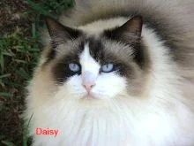 Raggies portrait 3 1.jpg