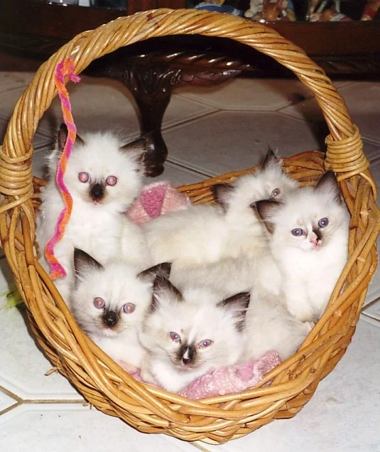 rezekiragdollkittens.jpg