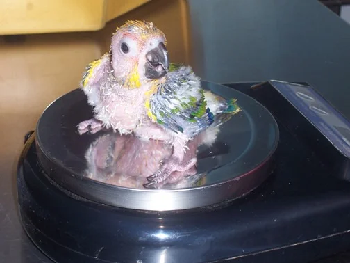 11babysunconure.jpg