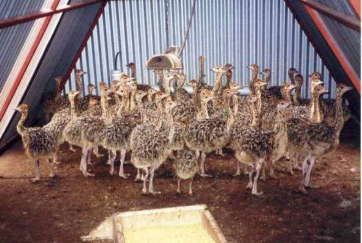 18ostrichchicks.jpg