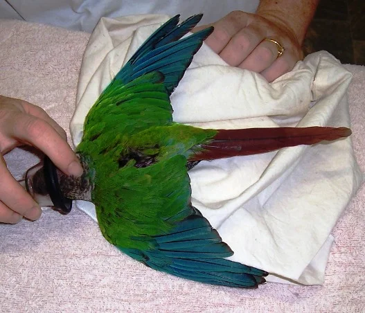 17greencheekconure.jpg