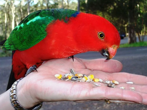 19kingparrot.jpg