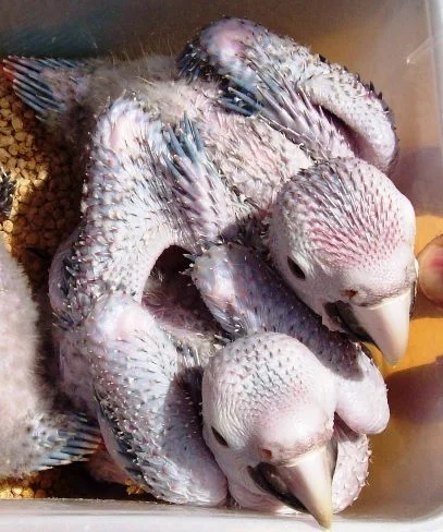 113bluegoldmacawchicks.jpg