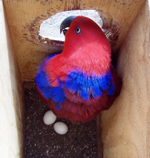 118eclectusheneggs.jpg