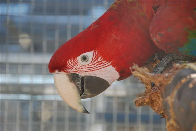 GreenWingedMacaw.jpg