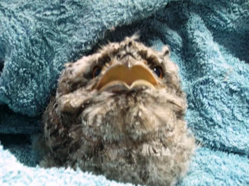 1113babytawnyfrogmouth.jpg