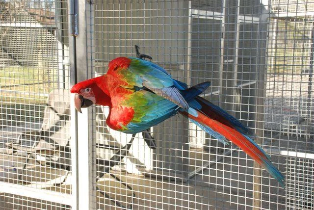 GreenwingedMacaw2.jpg