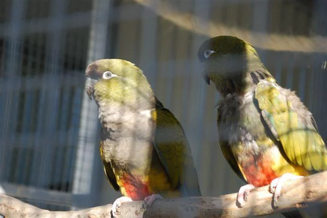 patagonianConures.jpg