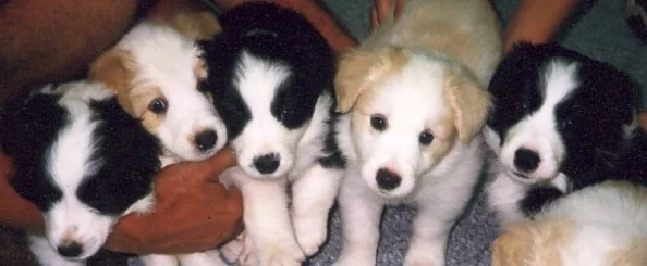 1110bordercollieconcoction.jpg