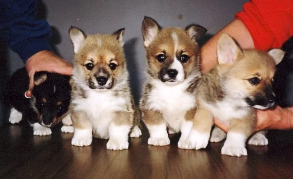 1111corgicohortpembroke.jpg