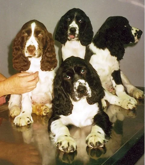 1115springerspanielsprinkles.jpg