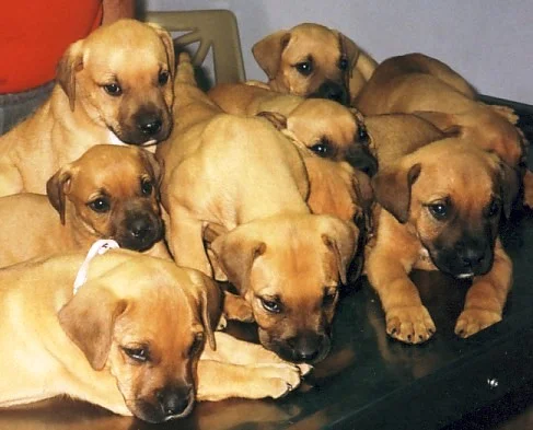 1118bullmastif bunch.jpg