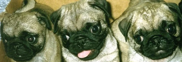 11111pugnacious.jpg