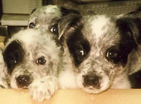 cattle dog dalmation cross.jpg