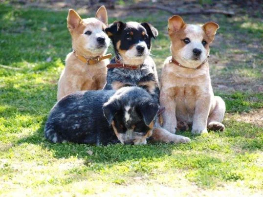 cattle dog pups c1.jpg