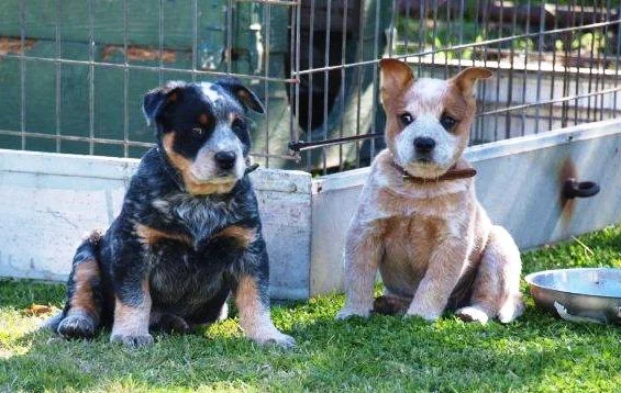 cattle dog pups g1.jpg