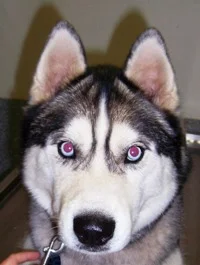masked malamute 1.jpg