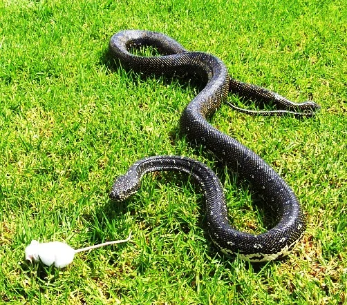 1reptiles.jpg