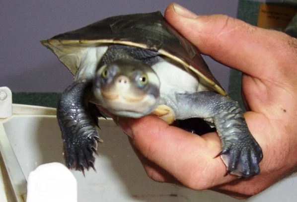 14dturtlecreft.jpg