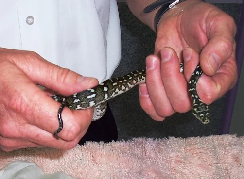 18pythonminiature.jpg