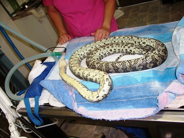 113gravidcoastalpython.jpg