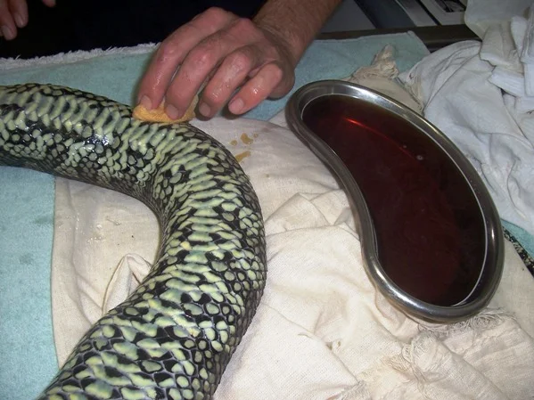 114skinprepcoastalpython.jpg