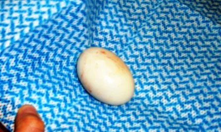 118eggdeliveredcoastalpython.jpg
