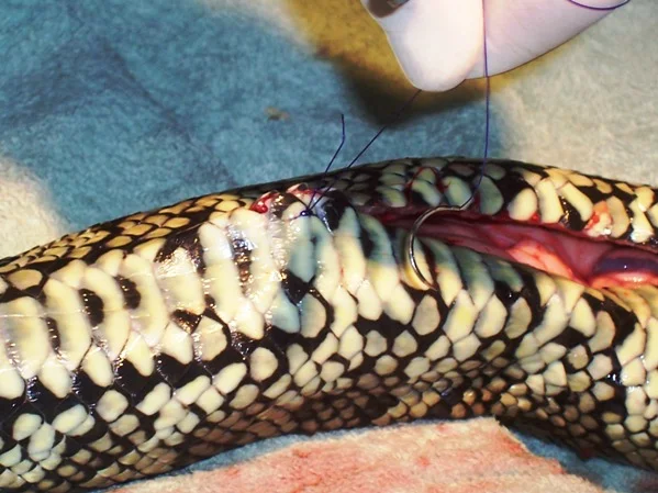 119suturewoundscoastalpython.jpg